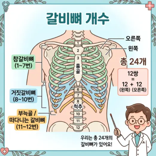 사람의-갈비뼈는-몇개